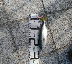 7/7釣果ツバス太刀魚セイゴ豆アジ小サバガシラアカエイエソ