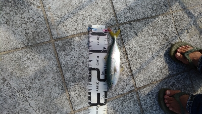 7/7釣果ツバス太刀魚セイゴ豆アジ小サバガシラアカエイエソ