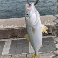 7/13釣果太刀魚でっかいアジツバス豆アジ