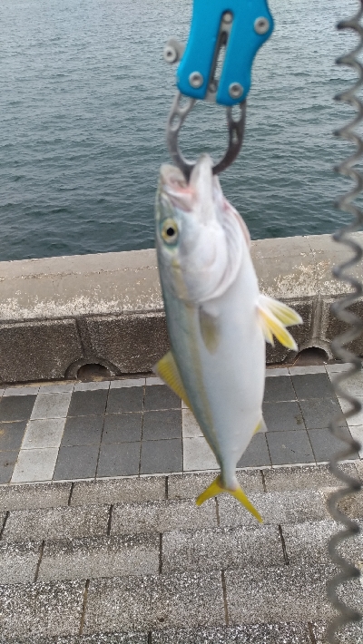 7/13釣果太刀魚でっかいアジツバス豆アジ