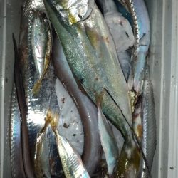 7/15釣果、デカアジ豆アジ太刀魚穴子ツバス