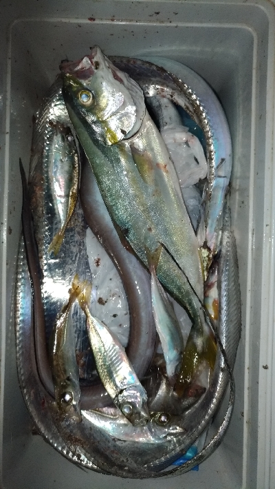 7/15釣果、デカアジ豆アジ太刀魚穴子ツバス