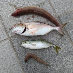 7/20釣果シオツバスチヌエソ豆アジ