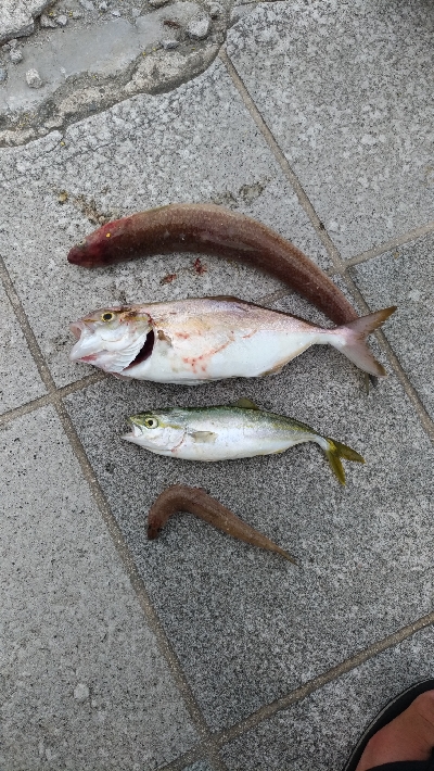 7/20釣果シオツバスチヌエソ豆アジ