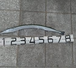 7/27釣果　ヒラメ太刀魚ダツアジ豆アジ