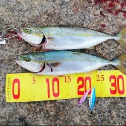 シャローエリアで一投目から…