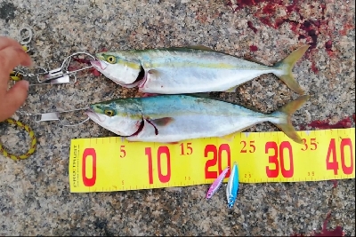 シャローエリアで一投目から…