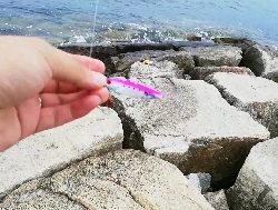 シャローエリアで小型青物を追う。