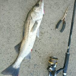 夏、トップシーバス❗❗