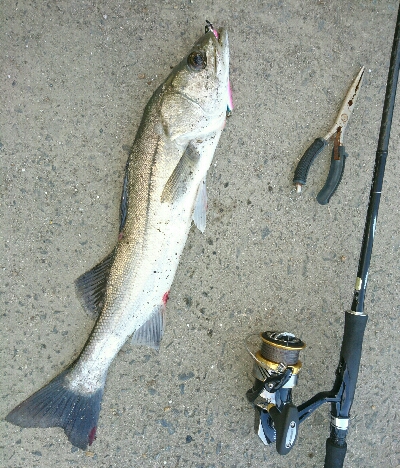 夏、トップシーバス❗❗