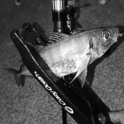 好調!三重のアジング