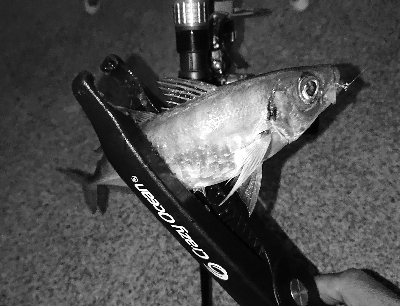 好調！三重のアジング