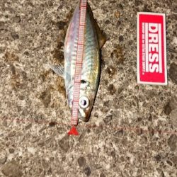 アジングっぽくなった！