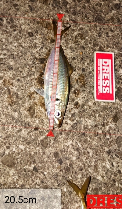 アジングっぽくなった！