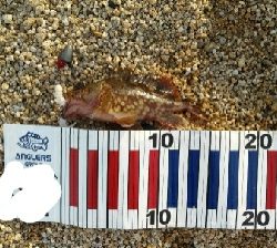 サーフでロックフィッシュ