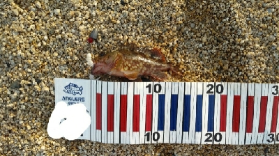 サーフでロックフィッシュ