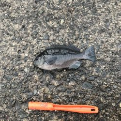 青物なし。豆アジ多し！