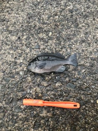 青物なし。豆アジ多し！