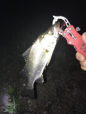 40分間3連続キャッチ