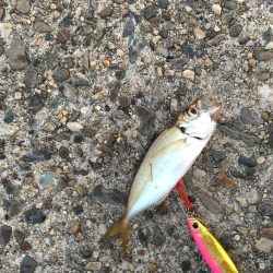 朝まずめジギング