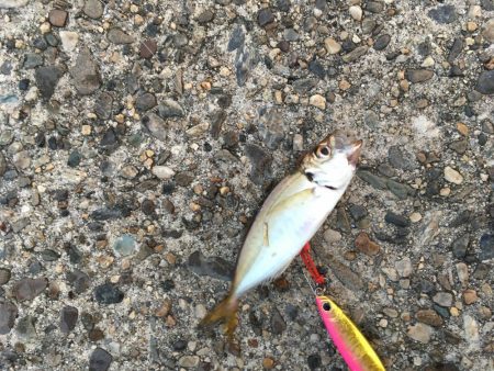 朝まずめジギング