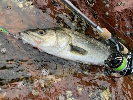 磯でのシーバス