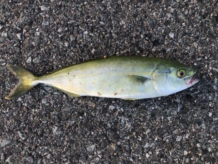 サゴシ・タチウオ爆釣！！