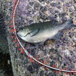 テトラでウキ釣り