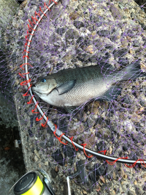 テトラでウキ釣り
