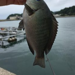エサ釣り(⁎˃ᴗ˂⁎)気軽にいろんな魚