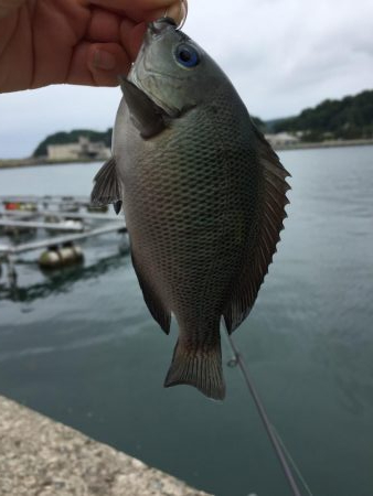 エサ釣り(⁎˃ᴗ˂⁎)気軽にいろんな魚