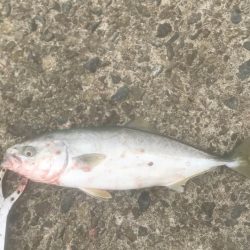 サワラ・ツバス