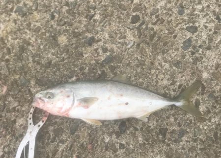 サワラ・ツバス