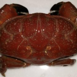 太刀魚何とか釣れました