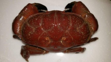 太刀魚何とか釣れました