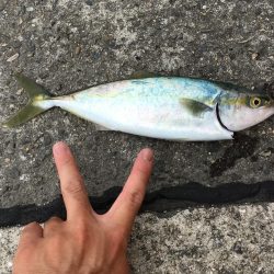 ツバス釣行