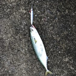 ツバス釣れ過ぎ