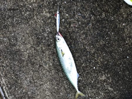 ツバス釣れ過ぎ