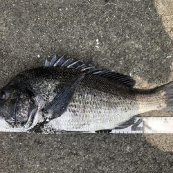 イチノ兄弟、釣果!