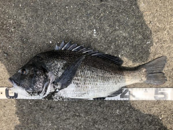 イチノ兄弟、釣果!