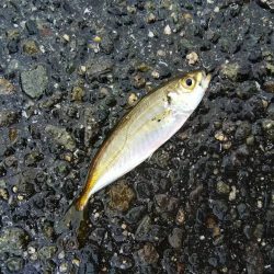 サビキ爆釣！！泳がせたりok