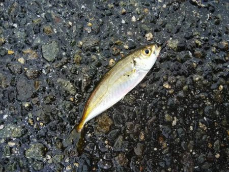 サビキ爆釣！！泳がせたりok