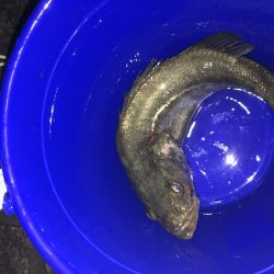 チニングでシーバス