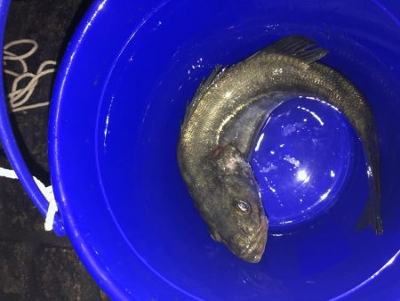 チニングでシーバス