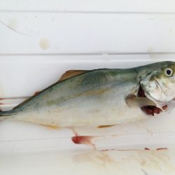 なんとかツバス