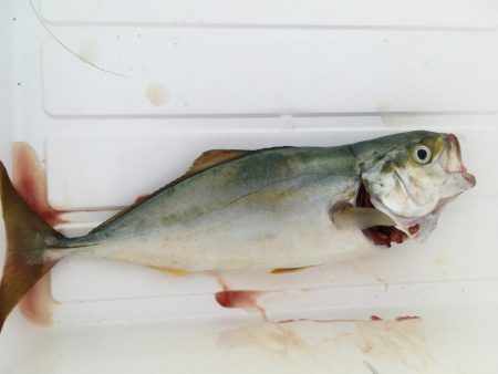 なんとかツバス