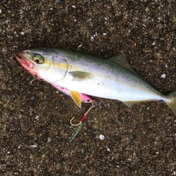 ツバスは安定の高活性