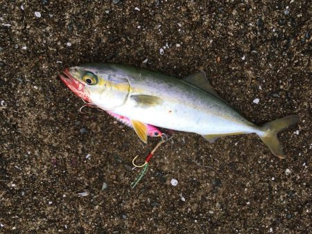 ツバスは安定の高活性