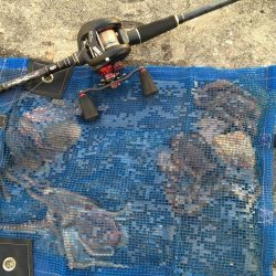 タコ調子上向き？