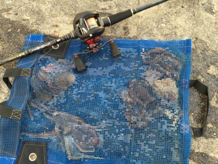 タコ調子上向き？